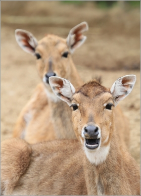 <p>VODUŠKA ČERVENÁ? (Kobus leche kafuensis) ZOO Ústí nad Labem</p>